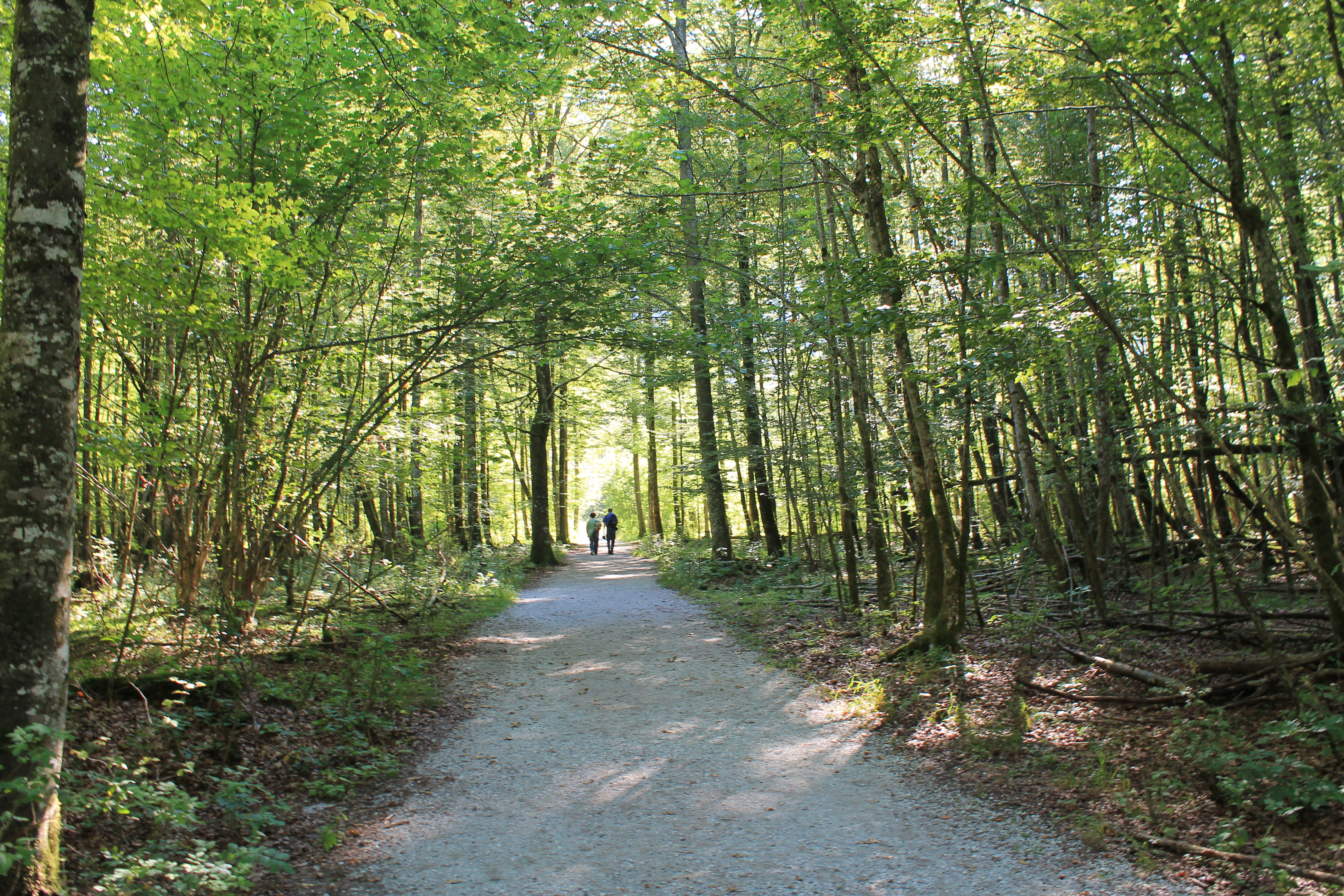 Der Weg